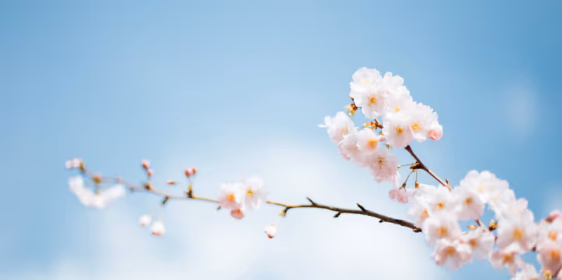 FastCgi 与 PHP-fpm 之间的关系